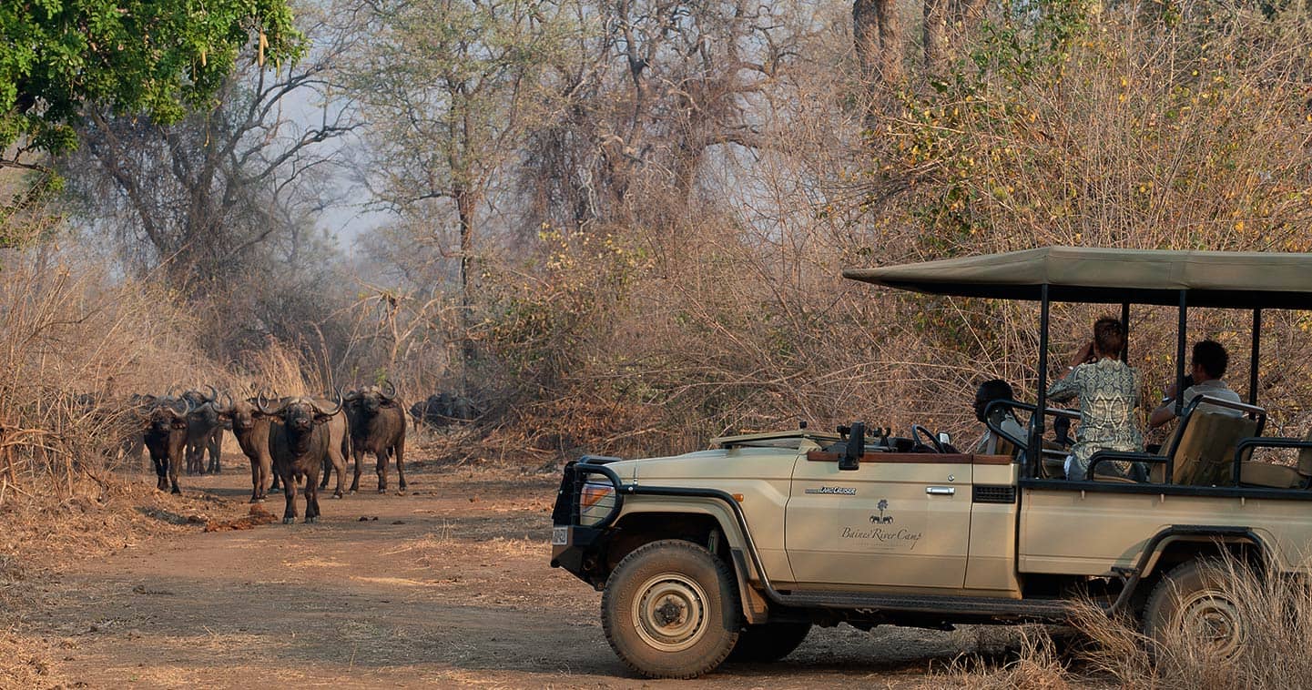 Buffalo in the Lower Zambezi National Park near Baines River Camp in Zambia