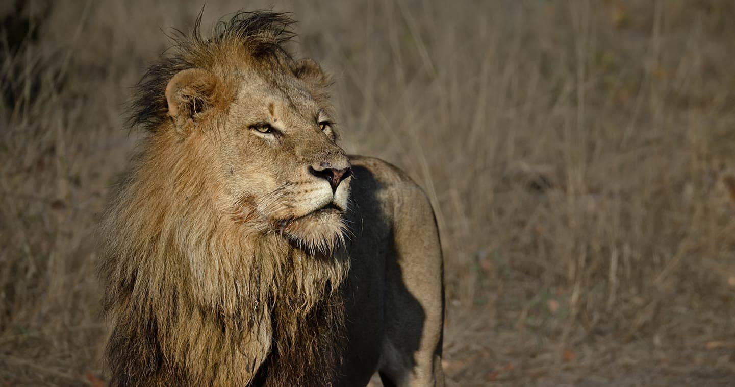 Lower Zambezi lion spotted during a Big Five Safari